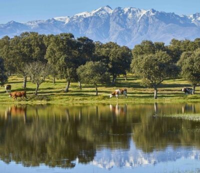 La Finca Jiménez Barbero en Toledo, un nuevo oasis para las vacas de pura raza Simmental