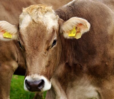 Qué genera más efecto invernadero, ¿criar vacas o conducir coches?