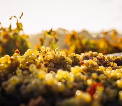 Vino orgánico, biodinámico y natural, ¿cuál es cuál?