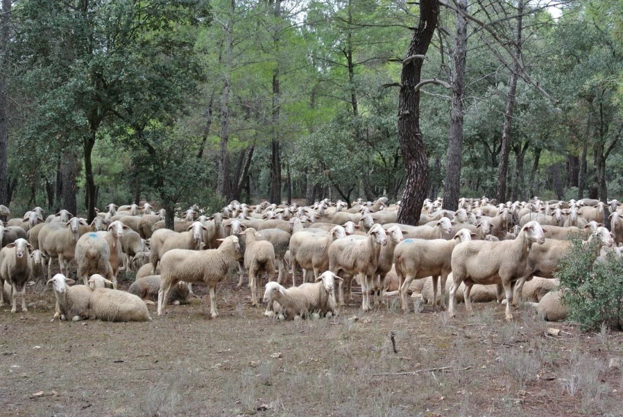 Economía/Ganadería.-C-LM no tiene más positivos de viruela ovina y baraja adelantar el levantamiento de inmovilización