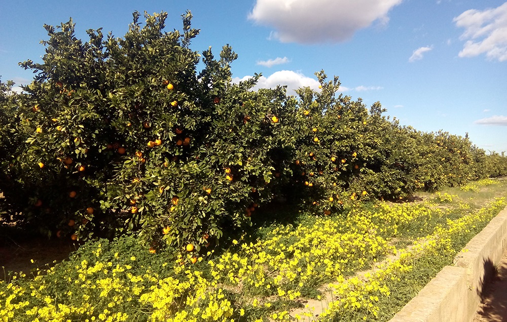 Economía.- AVA pide a comercios y consumidores que prioricen las naranjas españolas tras detectar cargamentos de Egipto