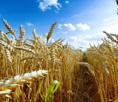 Economía.- Los 27 debatirán el martes el permiso de Bruselas a Polonia y Hungría para vetar el grano de Ucrania