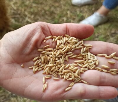 Economía.- Los 27 debatirán este martes el permiso de Bruselas a Polonia y Hungría para vetar el grano de Ucrania