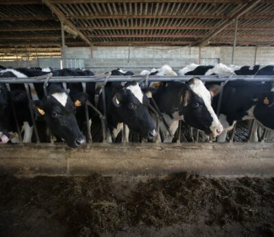 Economía.- Gobierno y CCAA acuerdan repartir 294,61 millones para distintos programas agrícolas y ganaderos