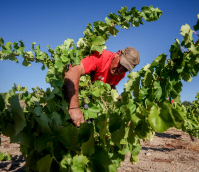 Economía.- Agricultores y ganaderos percibirán a partir del lunes cerca de 2.500 millones en pagos anticipados de la PAC