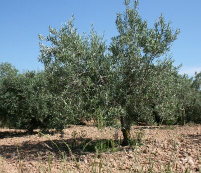 Economía.- AVA-Asaja denuncia primeros robos de aceitunas en la Comunitat Valenciana «por los altos precios» del aceite