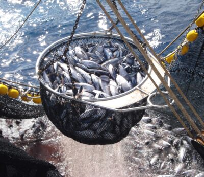 Economía.- Los pescadores canarios denuncian un «trato discriminatorio» en la campaña de pesca del atún rojo