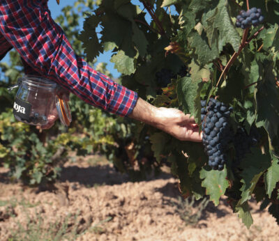 Economía.- Cooperativas, indignadas por disturbios en Francia donde se ha vaciado un camión de 25.000 litros de vino