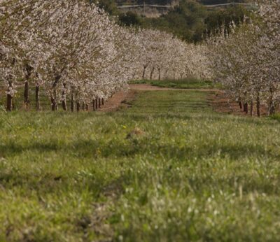 Economía.- Crisolar Nuts recibe la autorización para exportar almendras españolas a China