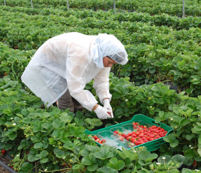 Economía.- CCOO pide a Díaz rebajar ya el requisito para cobrar el subsidio agrario a un mínimo de diez jornadas