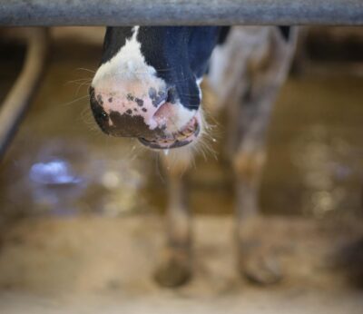 Economía.- Comunidad Valenciana confirma primer caso del virus de la Lengua Azul en una explotación bovina de Alicante