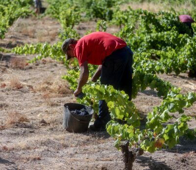 Economía.- El PP plantea enseñar en colegios e institutos el trabajo agrícola y lo que cuesta producir los alimentos