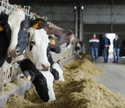 Economía/Ganadería.- Unión de Uniones cifra en 55 millones las pérdidas por la enfermedad EHE