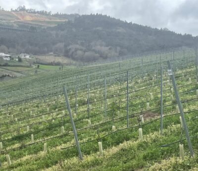 Economía.- Organizaciones agrarias gallegas llaman al sector a movilizarse el día 20 para lograr «precios justos»