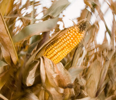 What is corn sweat, the phenomenon everyone is talking about?