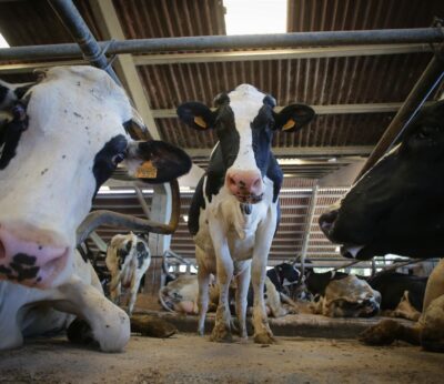 Economía.- Facua pide al Gobierno investigar los precios de la leche en los grandes súper tras alzas de hasta el 19,4%