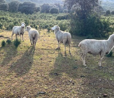 Economía/Ganadería.- Extremadura cuenta hasta el momento con un único foco de lengua azul detectado y «no confirmado»