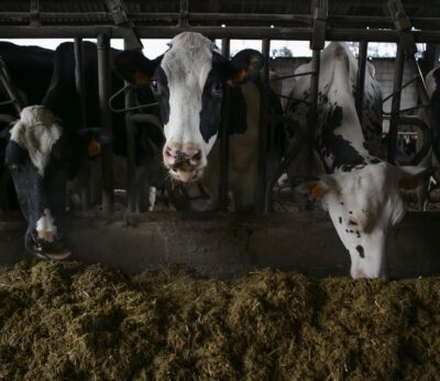 Economía/Ganadería.- El Gobierno destina 23 millones en ayudas al sector ganadero para combatir enfermedades animales