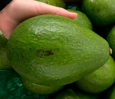 New species of giant avocado emerges in Australia