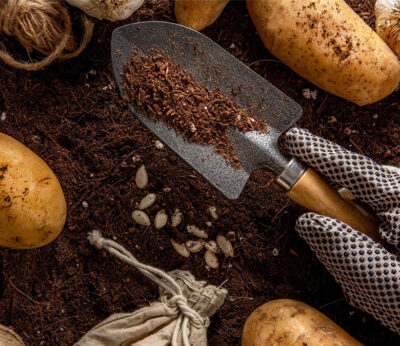 Scientists protect potatoes against climate emergency