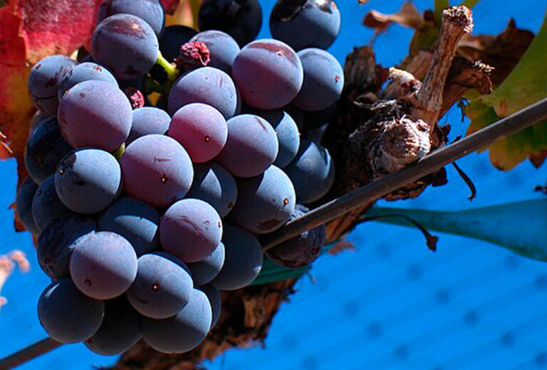 Los vinos de garnacha aragoneses conquistan Madrid Fusión