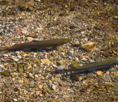 Rural.-Ecologistas advierten de que no se puede seguir matando salmones por la «crítica situación de la especie»