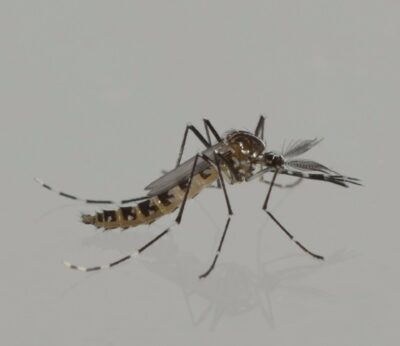 Agricultura intensifica el control del mosquito tigre mediante la técnica del insecto estéril