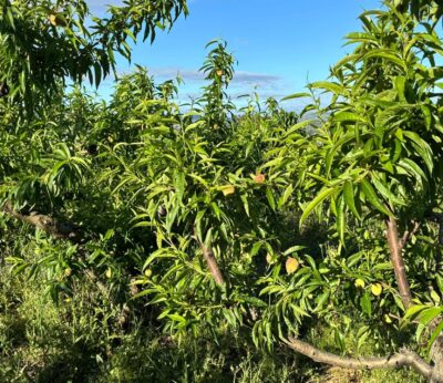 Aragón se suma al proyecto piloto de ámbito nacional que medirá la biodiversidad en cultivos hortofrutícolas