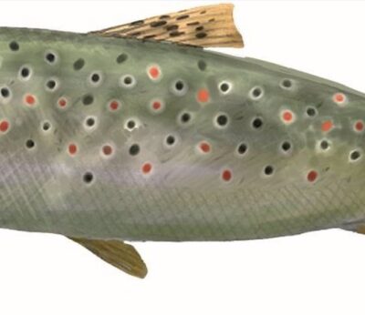 Agro.- La Generalitat actualiza la ‘Guía de la pesca de río’